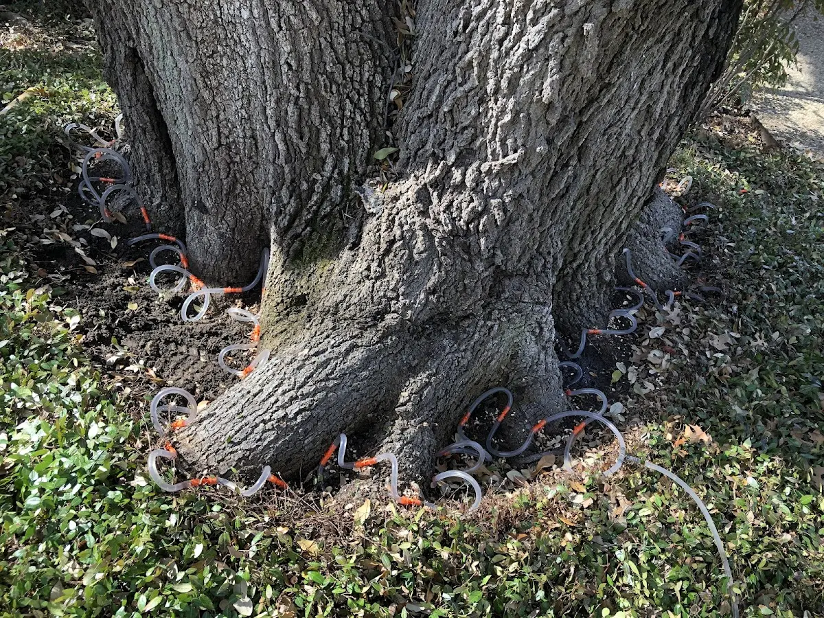 Detailed Tree Cabling and Bracing job site in Stollings