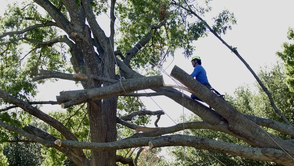 Professional Hazardous Tree Removal performed by certified arborists in Stollings