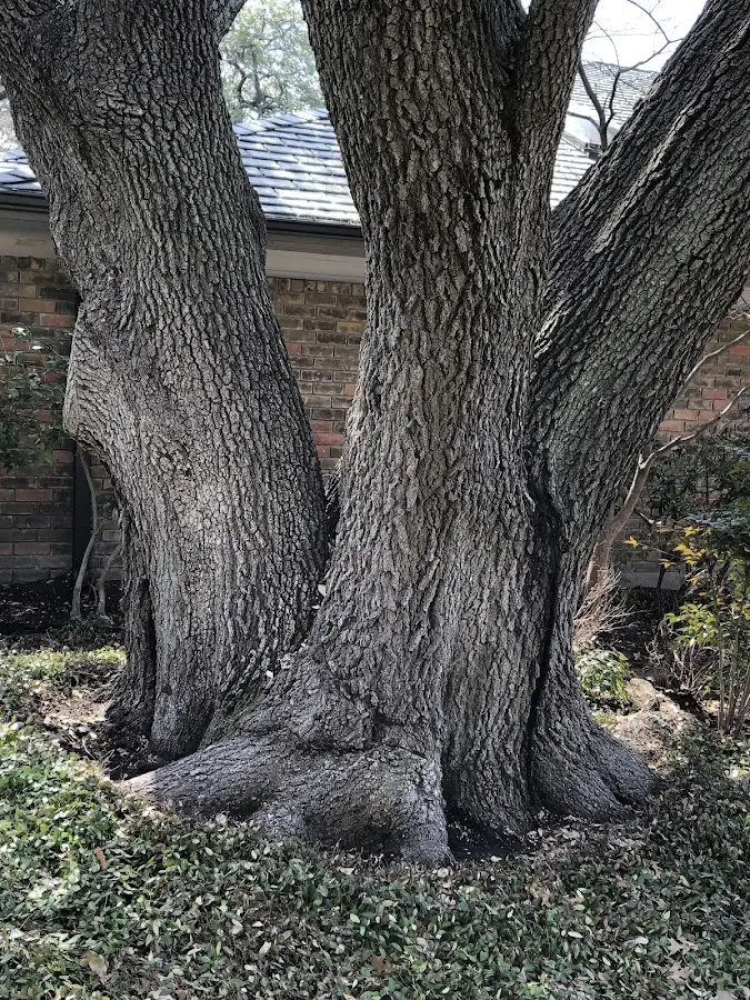 Mature heritage tree close to a Stollings property cared for by certified arborists